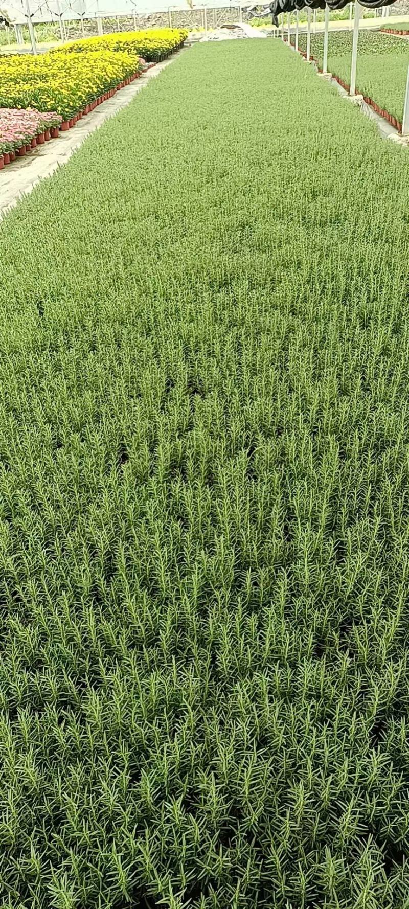 迷迭香基地直销，香草植物药食两用，可驱蚊
