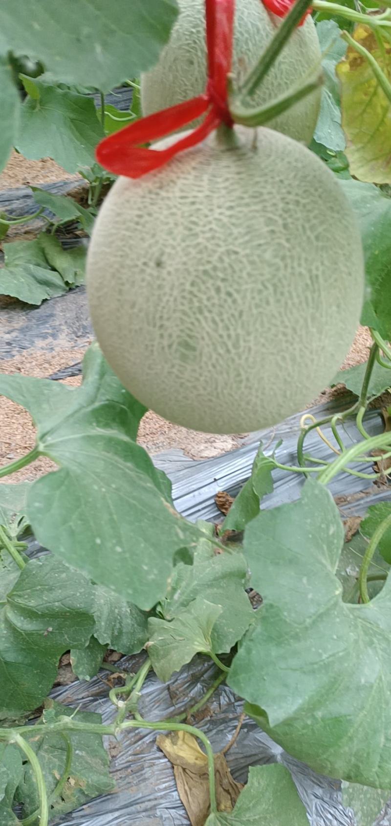 鲁厚甜产地，品质保证，口感软糯香