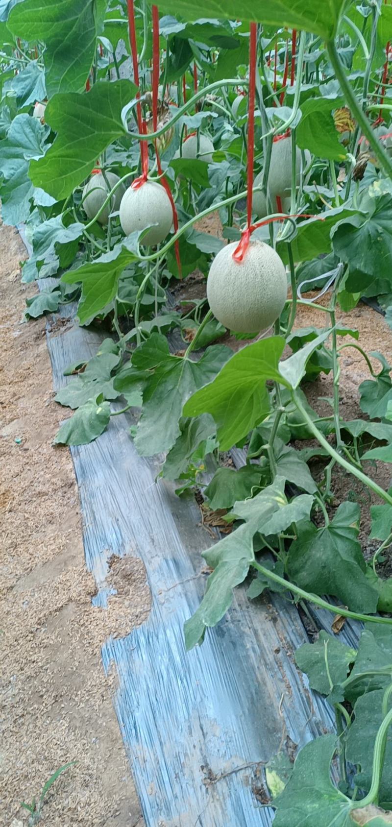 鲁厚甜产地，品质保证，口感软糯香