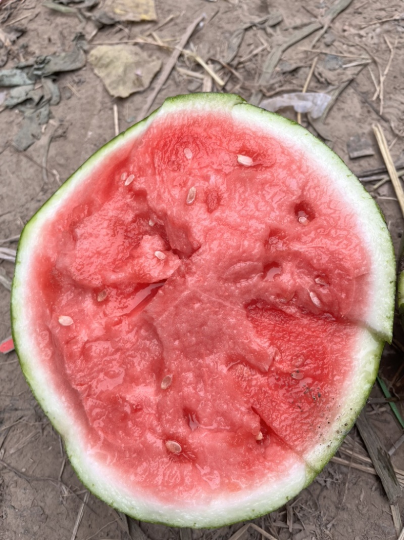 美都西瓜开封沙地露天大量供应中，