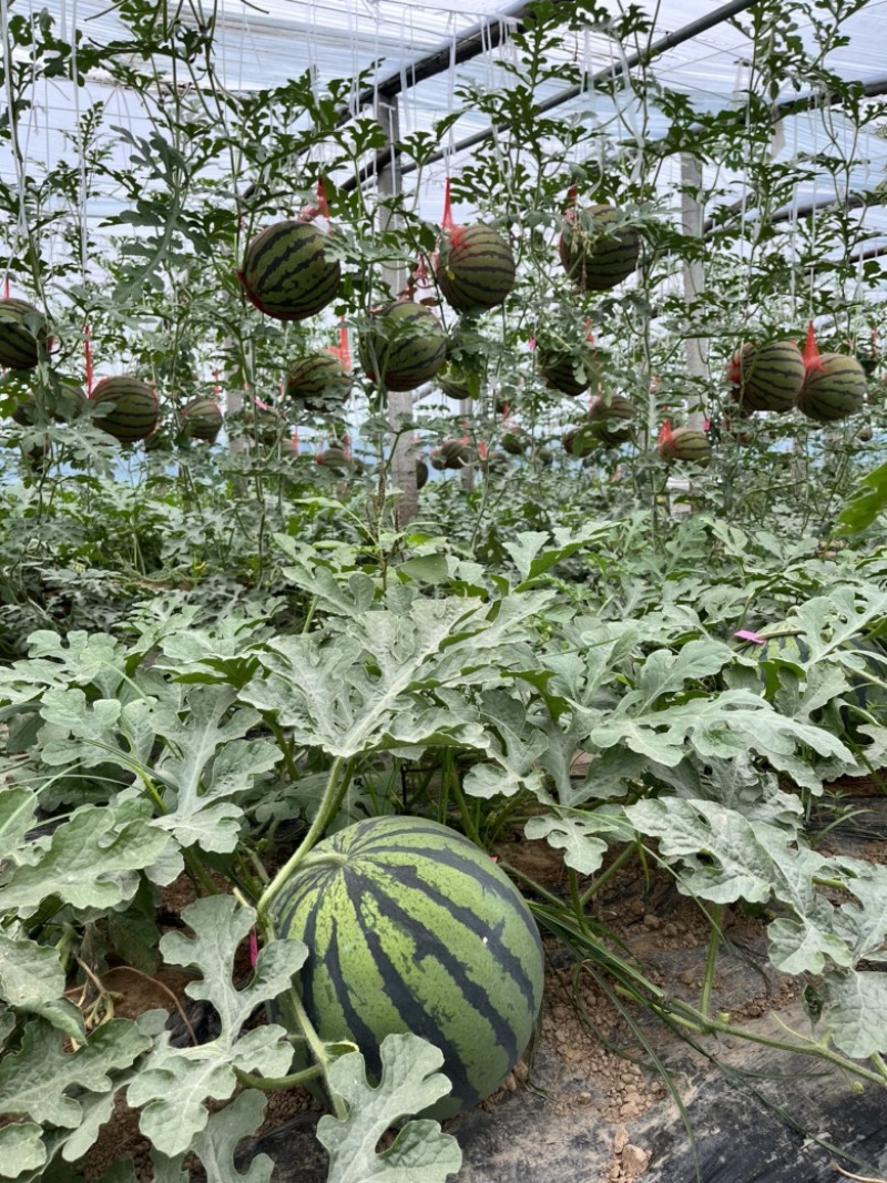 美都西瓜开封沙地露天大量供应中，