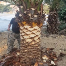 加拿利海枣漳州棕榈树种植基地苗农一手货源充足低价直销批发