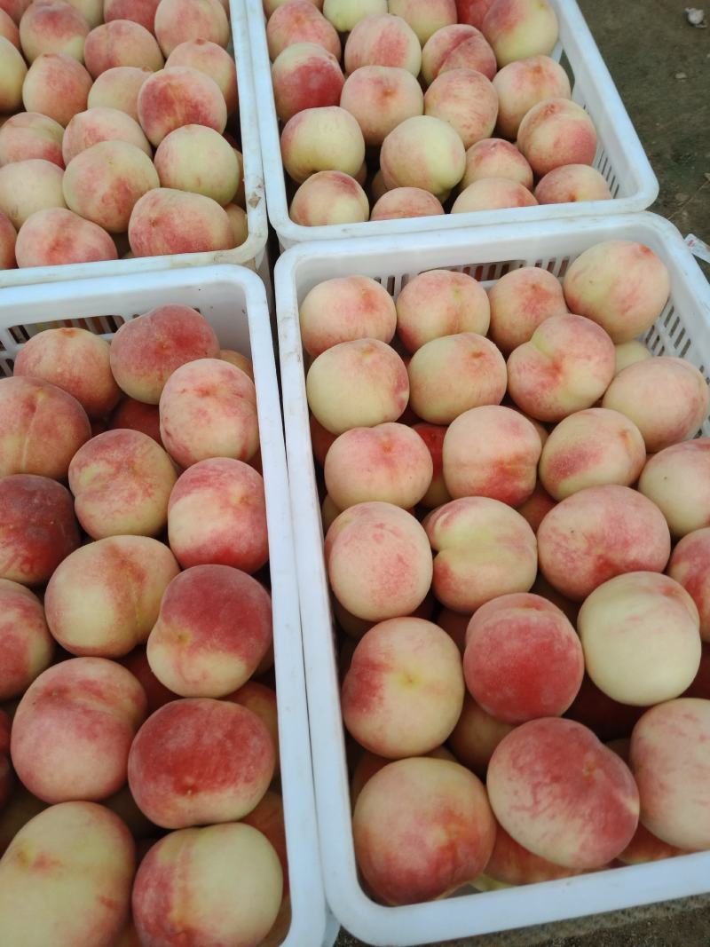 春蜜，毛桃，露天早桃每年6月中旬上市