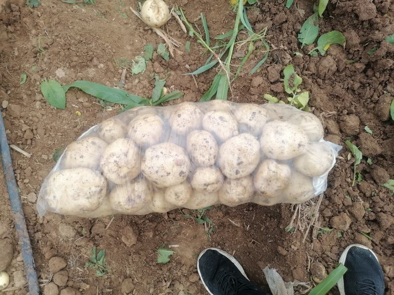 【热卖中】沃土5土豆，实验土豆大量供货产地一条龙服务