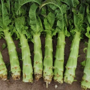 万亩蔬菜基地精品红尖叶莴苣，毛菜，净菜，光杆