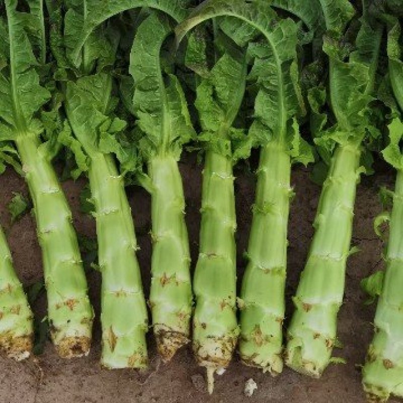 万亩蔬菜基地精品红尖叶莴苣，毛菜，净菜，光杆