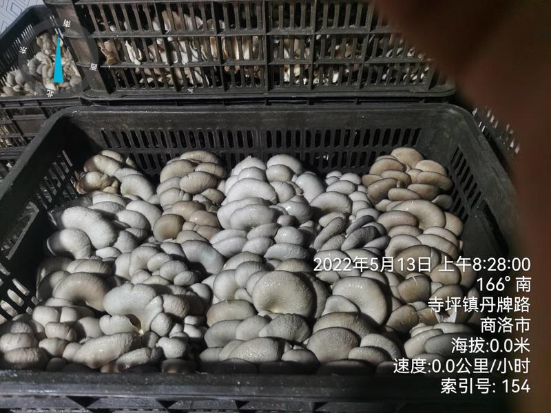 陕西省商洛市丹凤县反季节平菇大量上市价位合适