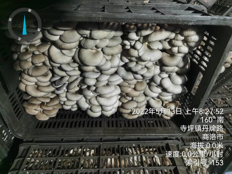 陕西省商洛市丹凤县反季节平菇大量上市价位合适
