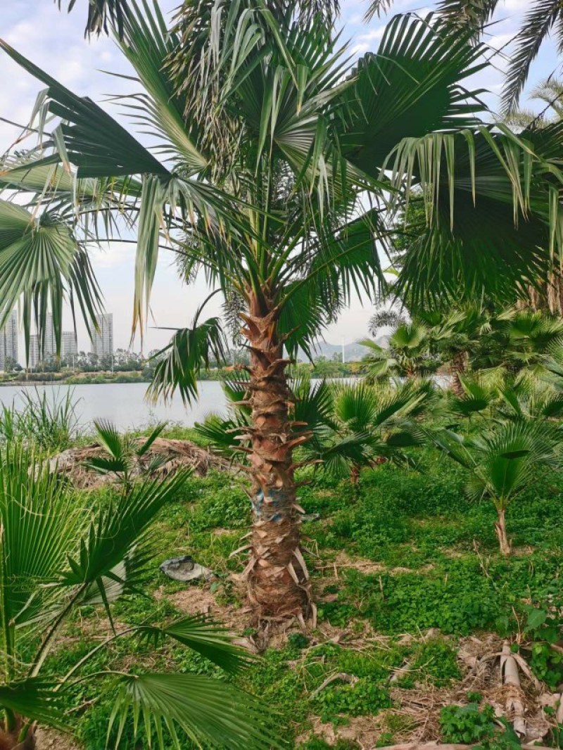 老人葵【华棕】漳州棕榈树种植基地苗农一手货源充足低价直销