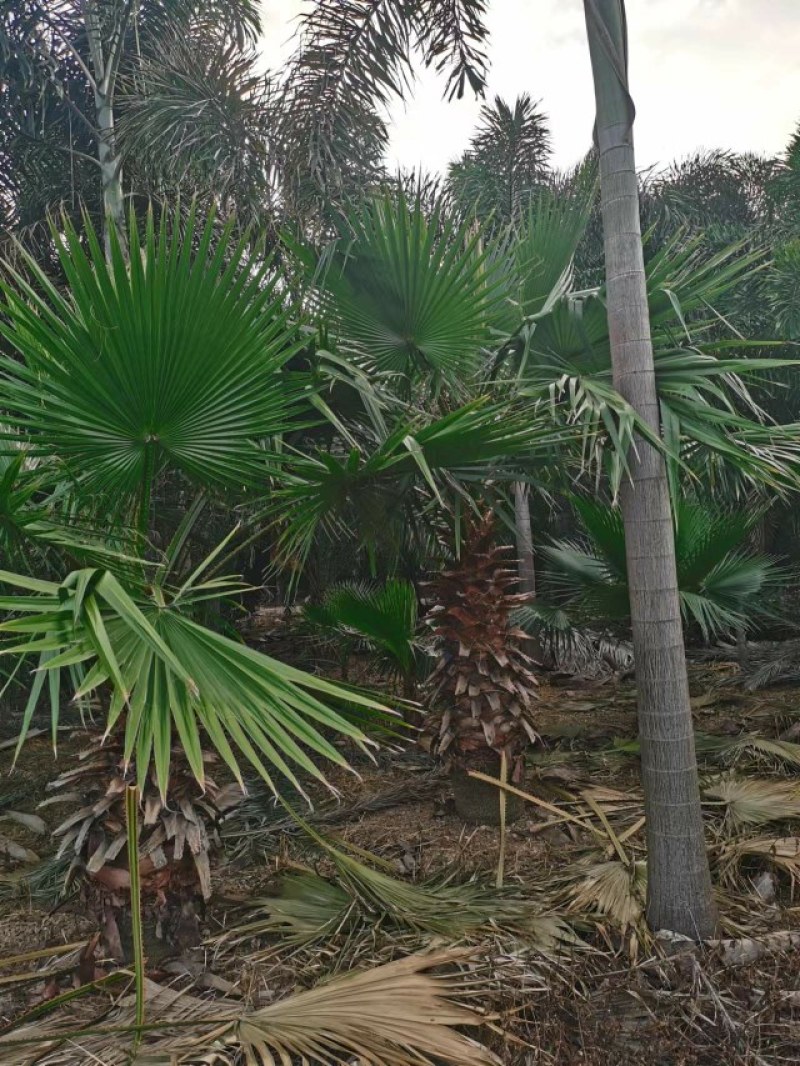 老人葵【华棕】漳州棕榈树种植基地苗农一手货源充足低价直销