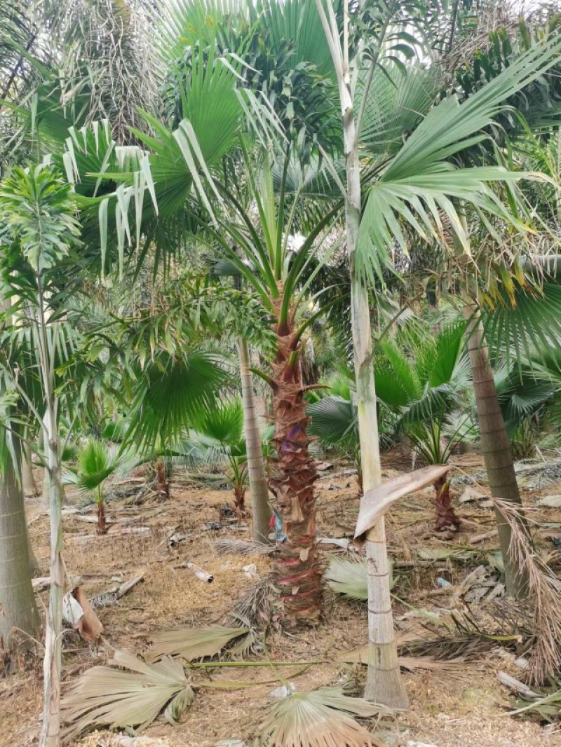 老人葵【华棕】漳州棕榈树种植基地苗农一手货源充足低价直销