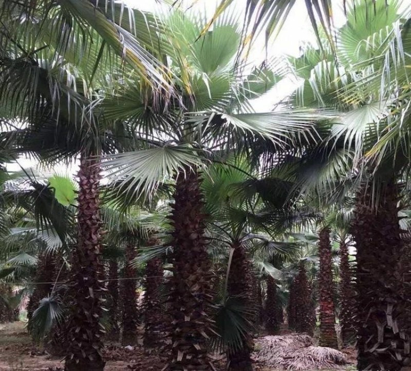 老人葵【华棕】漳州棕榈树种植基地苗农一手货源充足低价直销