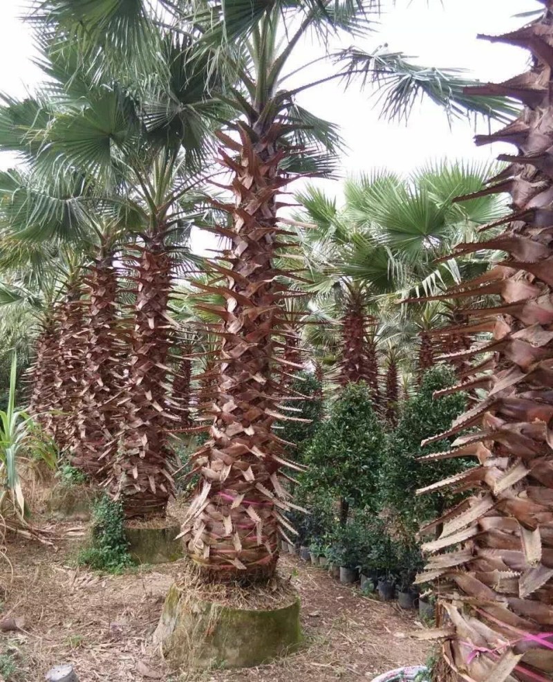 老人葵【华棕】漳州棕榈树种植基地苗农一手货源充足低价直销