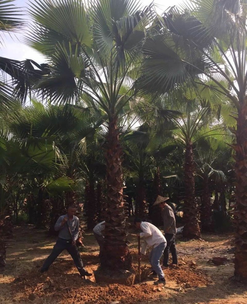 老人葵【华棕】漳州棕榈树种植基地苗农一手货源充足低价直销