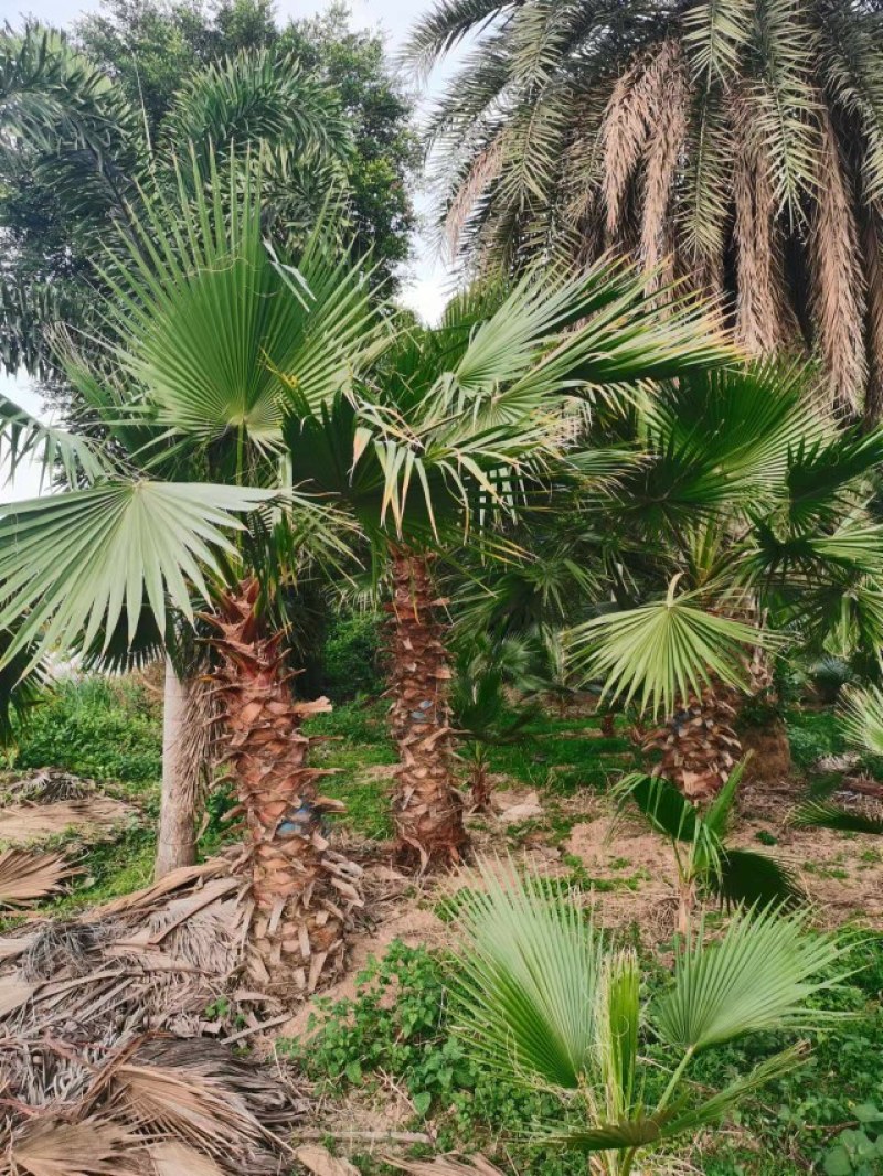 老人葵【华棕】漳州棕榈树种植基地苗农一手货源充足低价直销