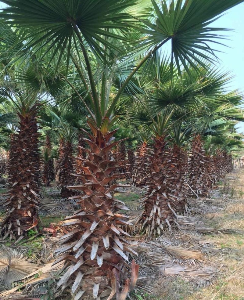 老人葵【华棕】漳州棕榈树种植基地苗农一手货源充足低价直销