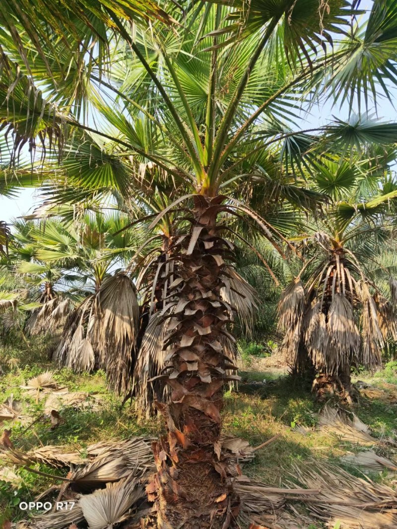 老人葵【华棕】漳州棕榈树种植基地苗农一手货源充足低价直销