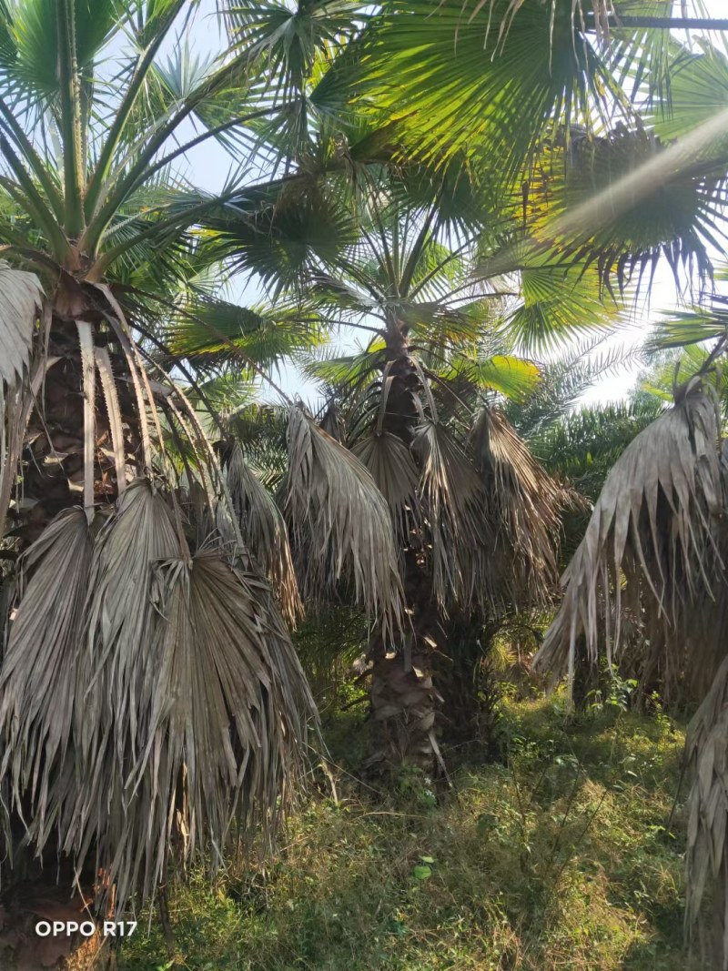 老人葵【华棕】漳州棕榈树种植基地苗农一手货源充足低价直销