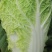 345精品大白菜大量上市，需要的老板联系，价格合适质量第