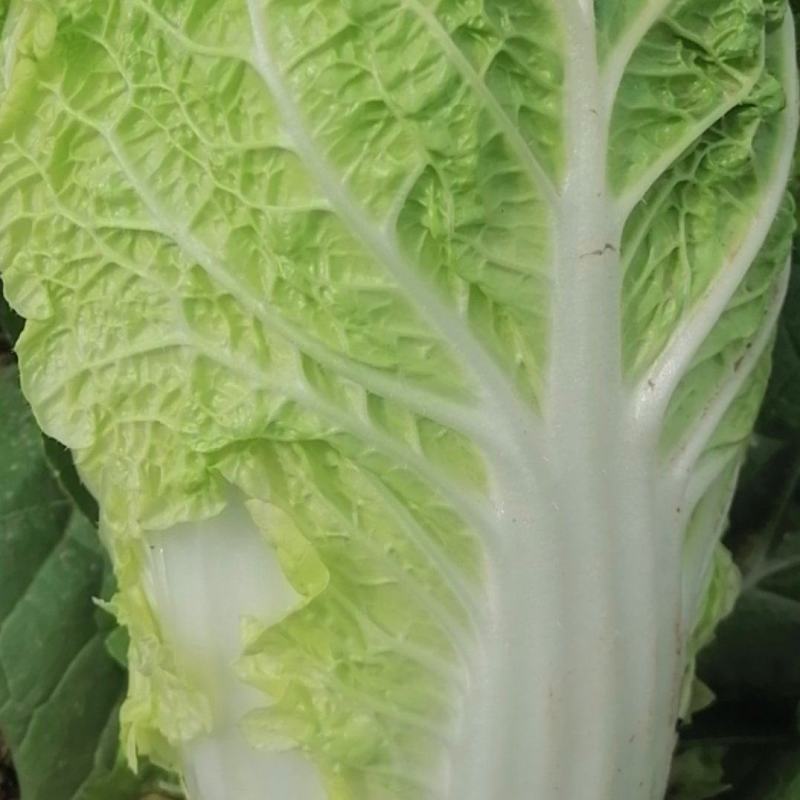345精品大白菜大量上市，需要的老板联系，价格合适质量第