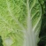 345精品大白菜大量上市，需要的老板联系，价格合适质量第