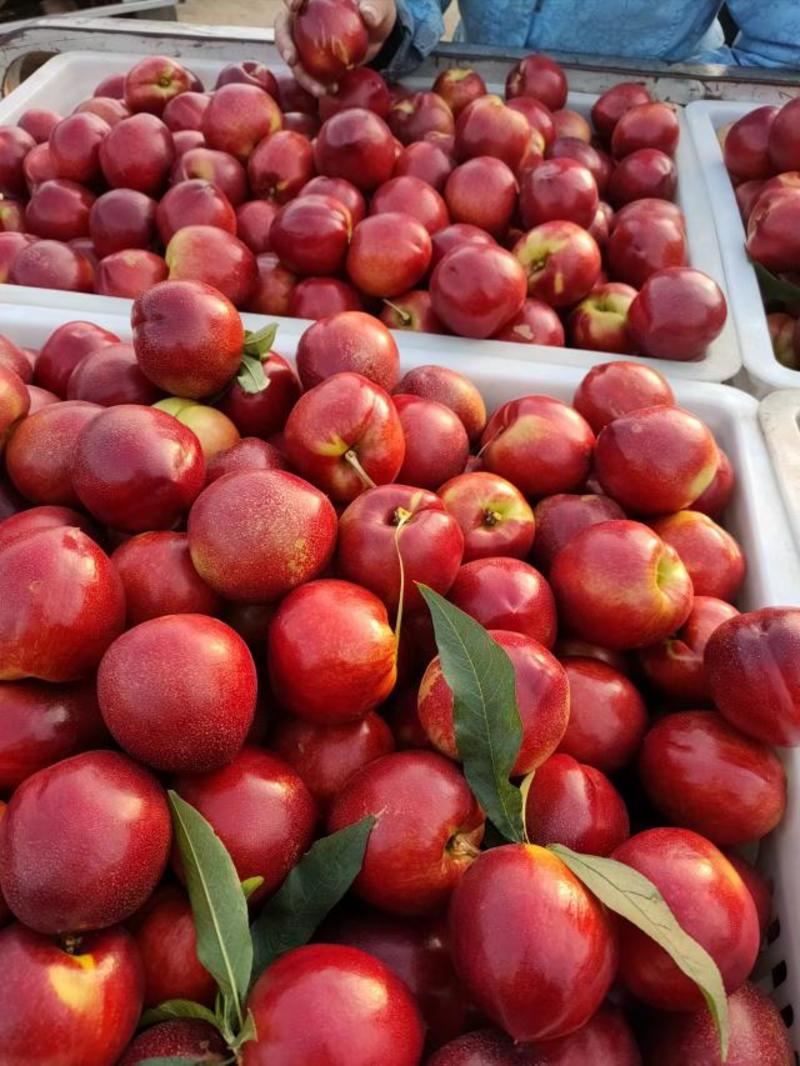 大棚油桃品种多价格美丽货源充足一手货源充足质量保证全
