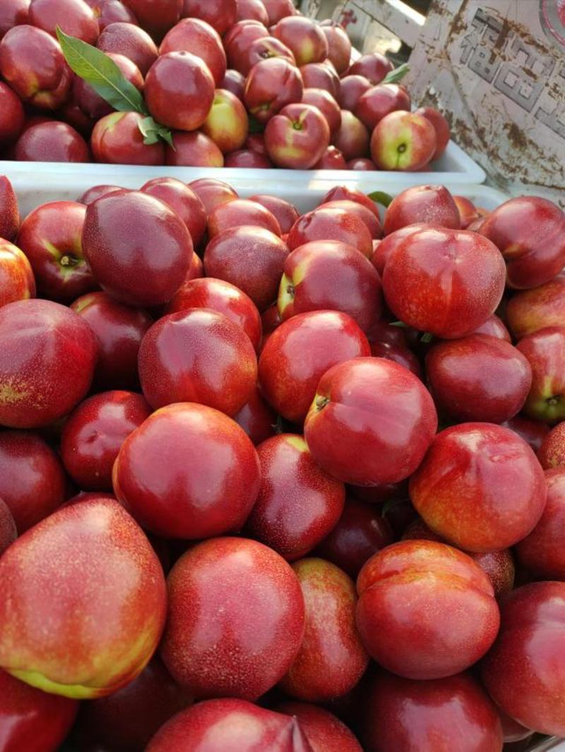 大棚油桃品种多价格美丽货源充足一手货源充足质量保证全