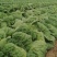 345精品大白菜大量上市，需要的老板联系，价格合适质量第