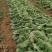 345精品大白菜大量上市，需要的老板联系，价格合适质量第