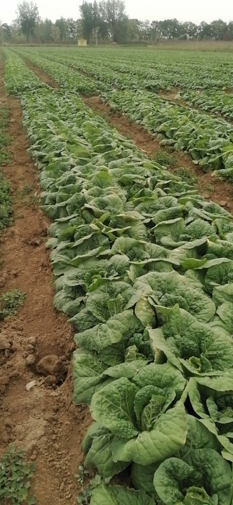345精品大白菜大量上市，需要的老板联系，价格合适质量第