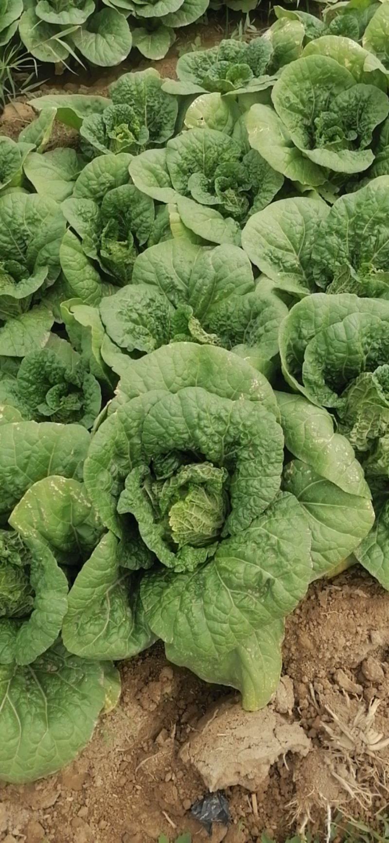 345精品大白菜大量上市，需要的老板联系，价格合适质量第