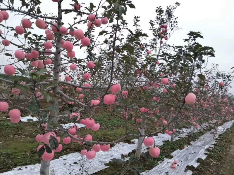 凤翔苹果