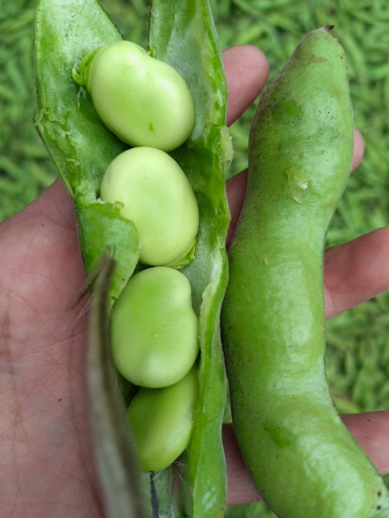 河南大蚕豆，质量保证，量大从优，颗粒饱满时刻保持视频看货