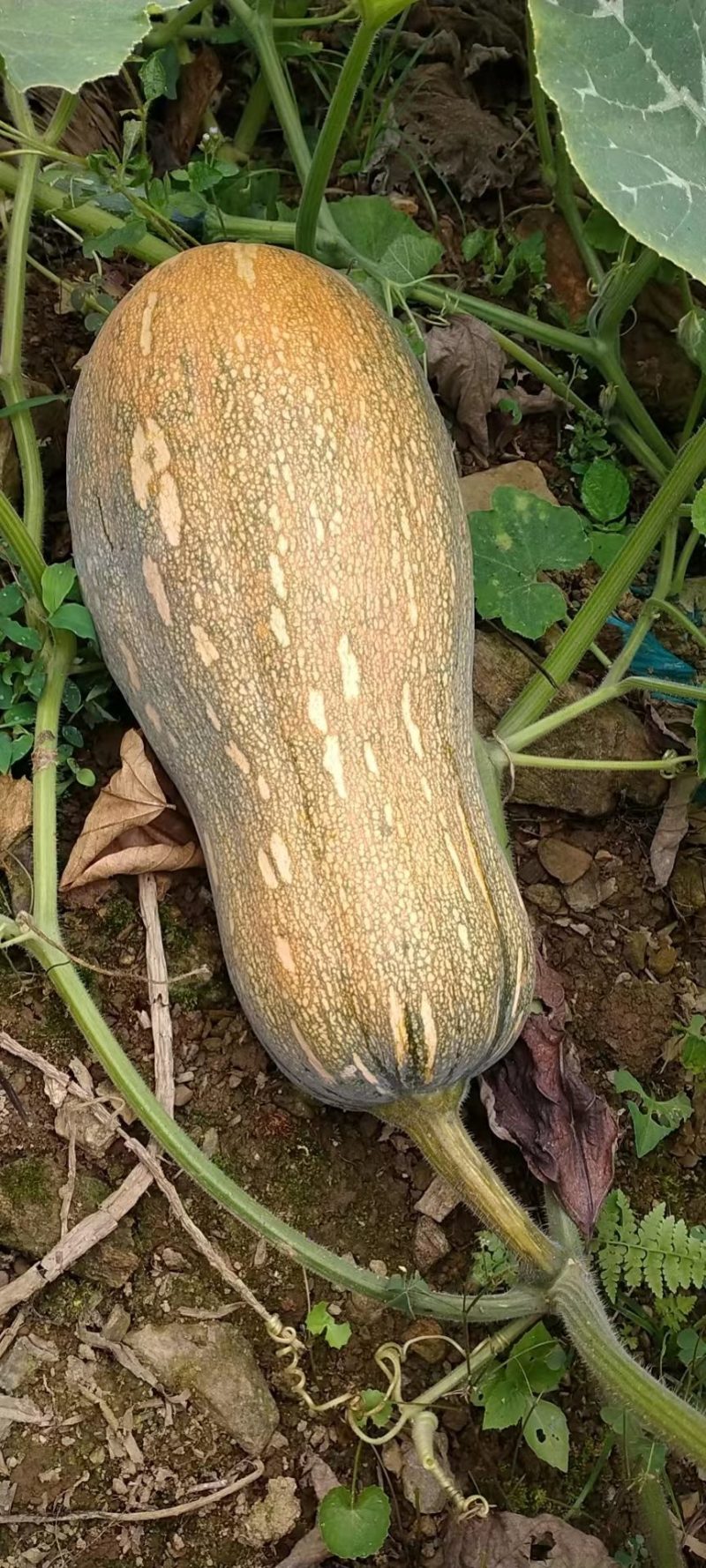 云南河口的高山金船密本老南瓜大量上市，味甜，口感绵软