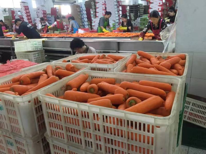 厂家供应速冻胡萝卜片冷冻胡萝卜丁速冻蔬菜胡萝卜原料
