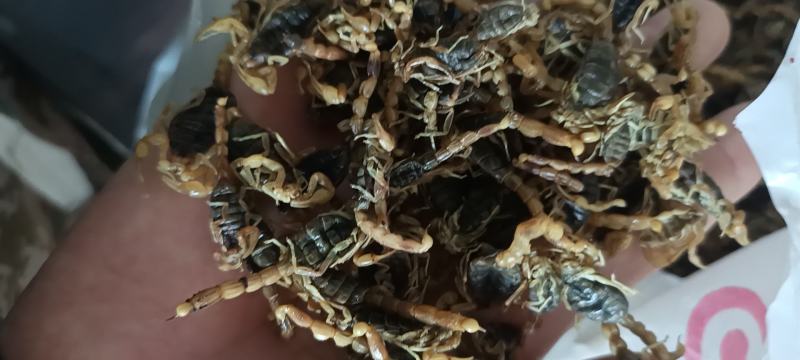 蜈蚣17到18公分大小均匀个头肥实物拍摄颜色好