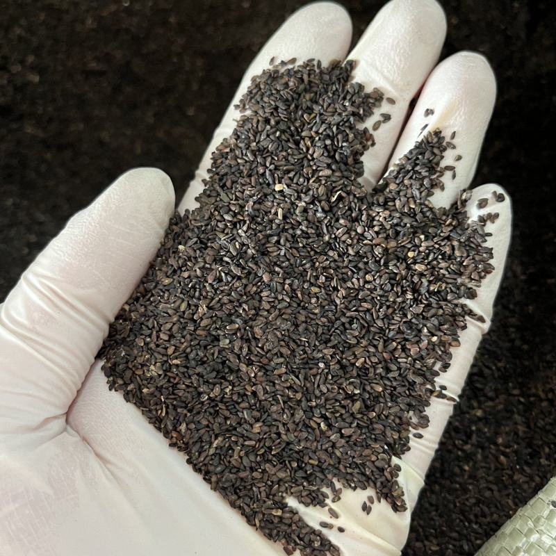 蜈蚣17到18公分大小均匀个头肥实物拍摄颜色好