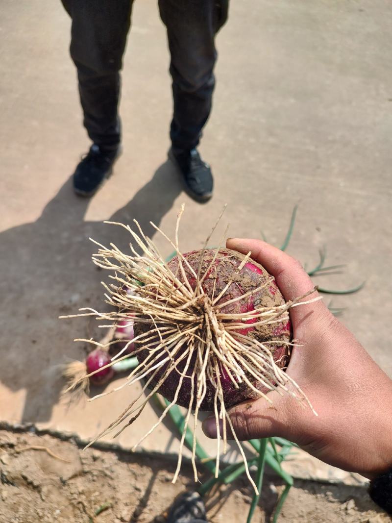 洋葱，二红洋葱，紫皮洋葱，源头货源，质量可靠，诚信经营！