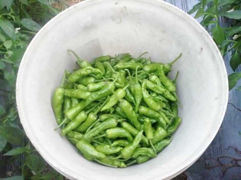 余干小辣椒