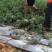 云南建水西瓜大量上市，价格美丽，看上的老板速联系！