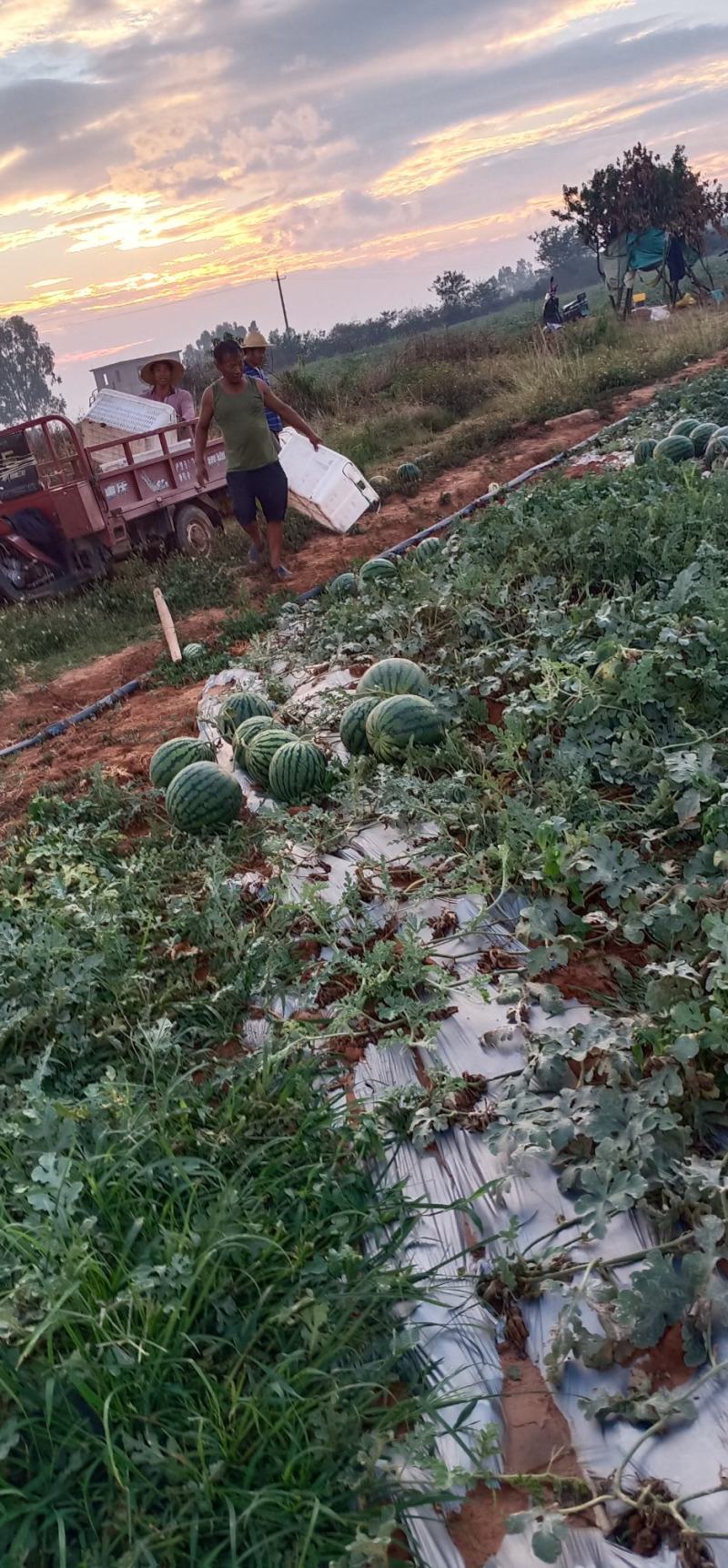 云南建水西瓜大量上市，价格美丽，看上的老板速联系！