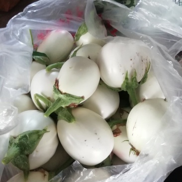 白茄子，鸡蛋茄子