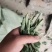 菊花种苗