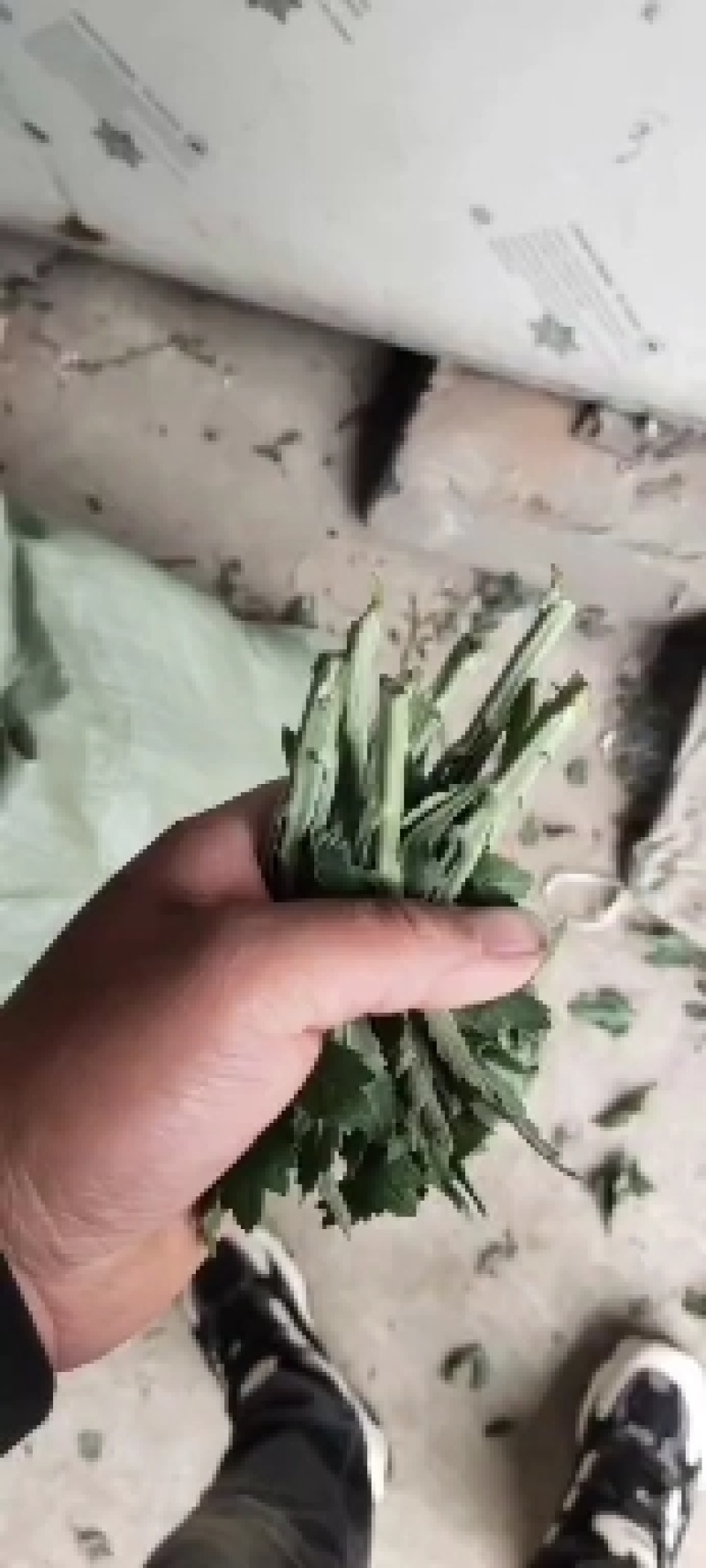 菊花种苗