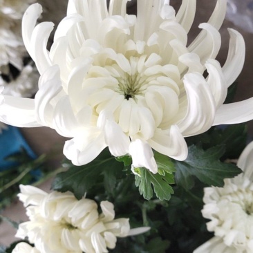 菊花种苗