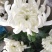 菊花种苗