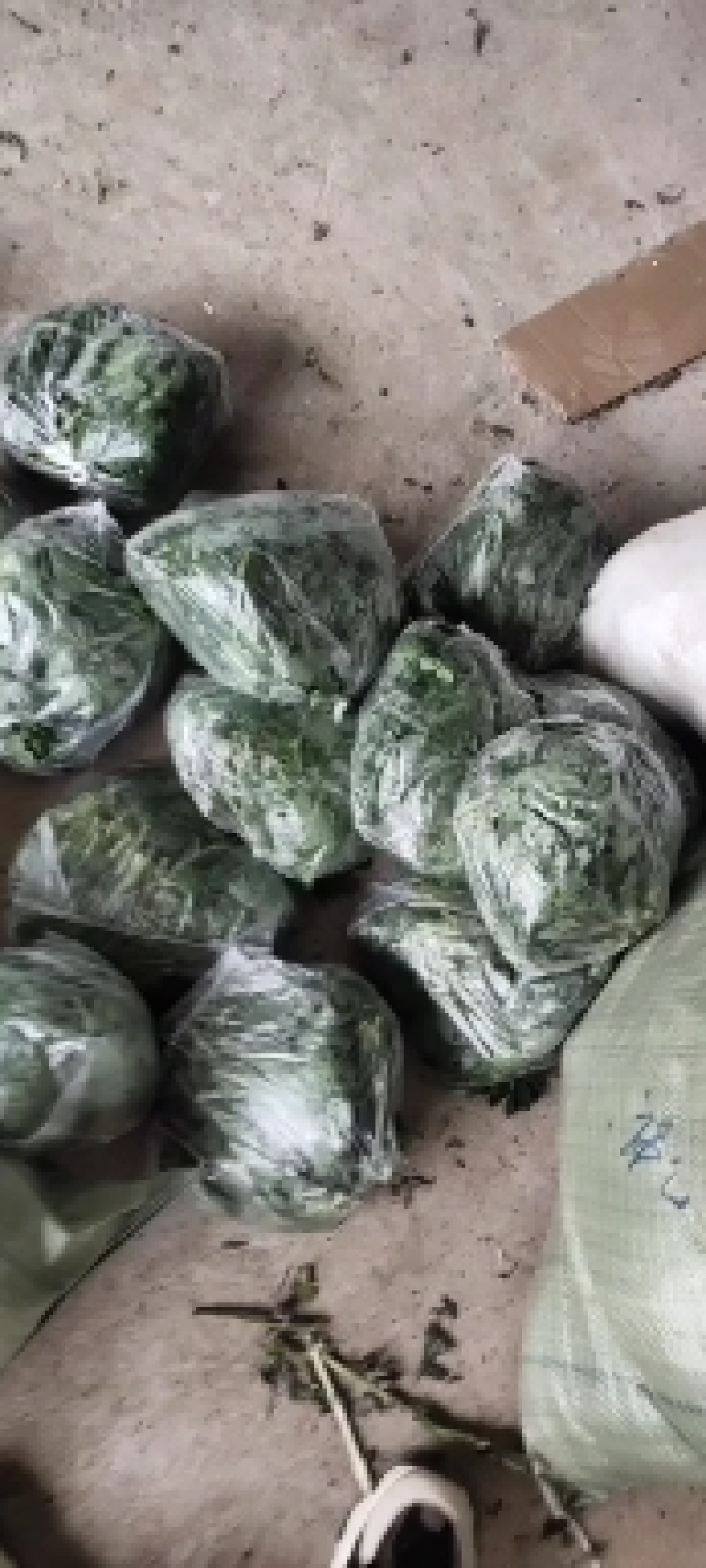 菊花种苗
