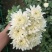 菊花种苗