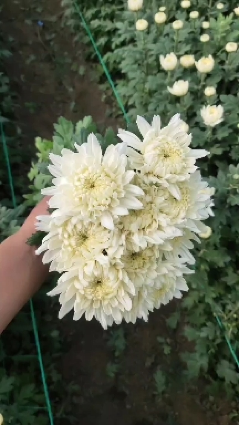 菊花种苗