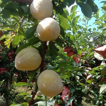 黄金奈李